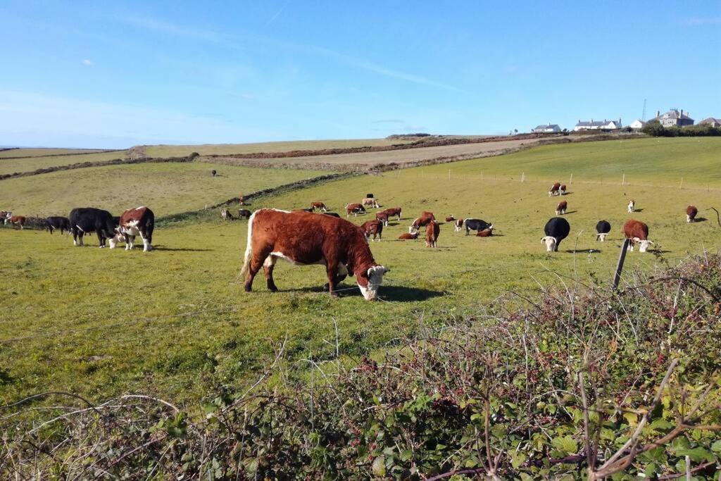 Farm Accommodation - The Lizard Peninsula, Cornwall Helston Exterior foto